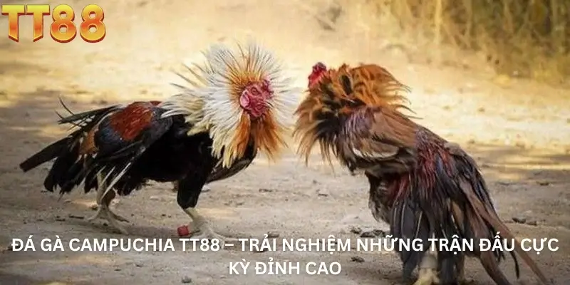 Đá Gà Campuchia TT88 – Trải Nghiệm Những Trận Đấu Cực Kỳ Đỉnh Cao