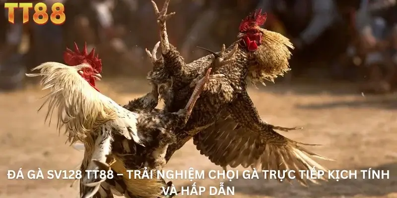 Đá gà Sv128 TT88 – Trải Nghiệm Chọi Gà Trực Tiếp Kịch Tính Và Hấp Dẫn
