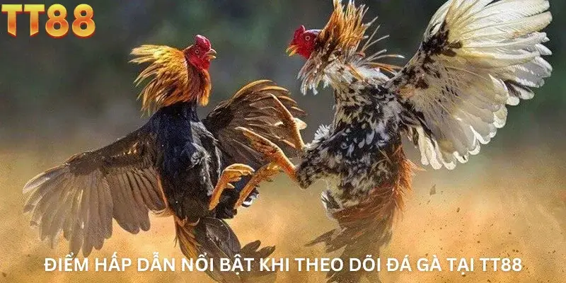 Điểm hấp dẫn nổi bật khi theo dõi đá gà tại TT88